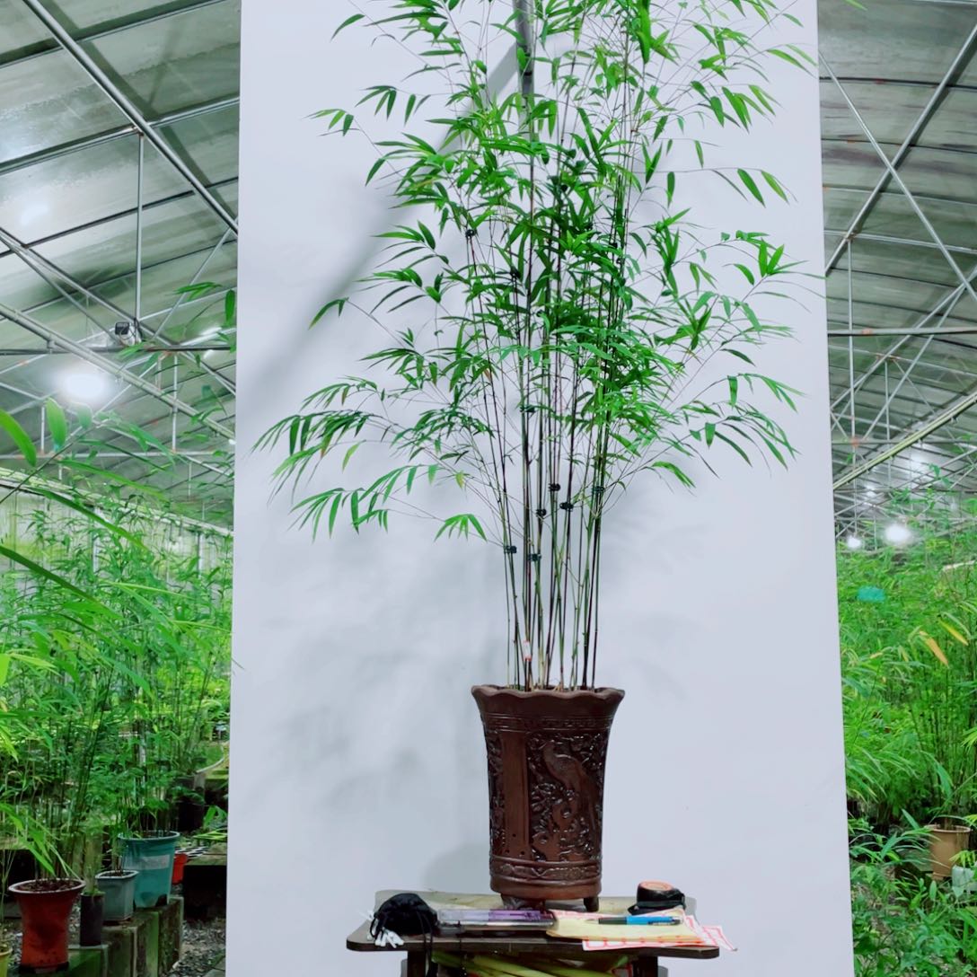 无花朵内门竹一物一拍