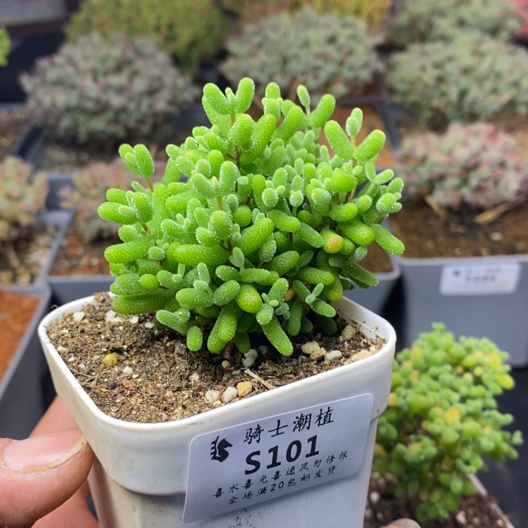 101金桔糖球枝干