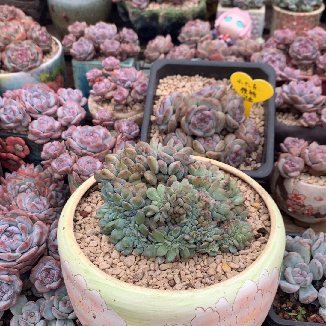 绿底哈哈哈哈哈哈哈哈哈哈哈