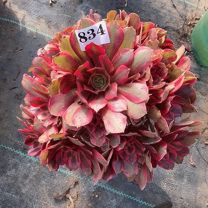 834精品法师女妖手捧