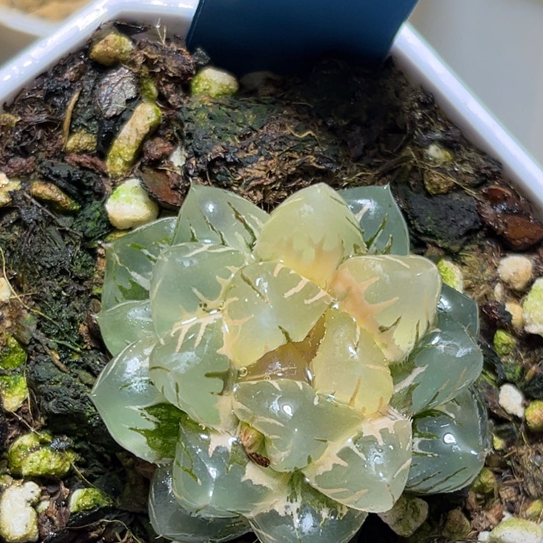 恭喜发财大吉大利805