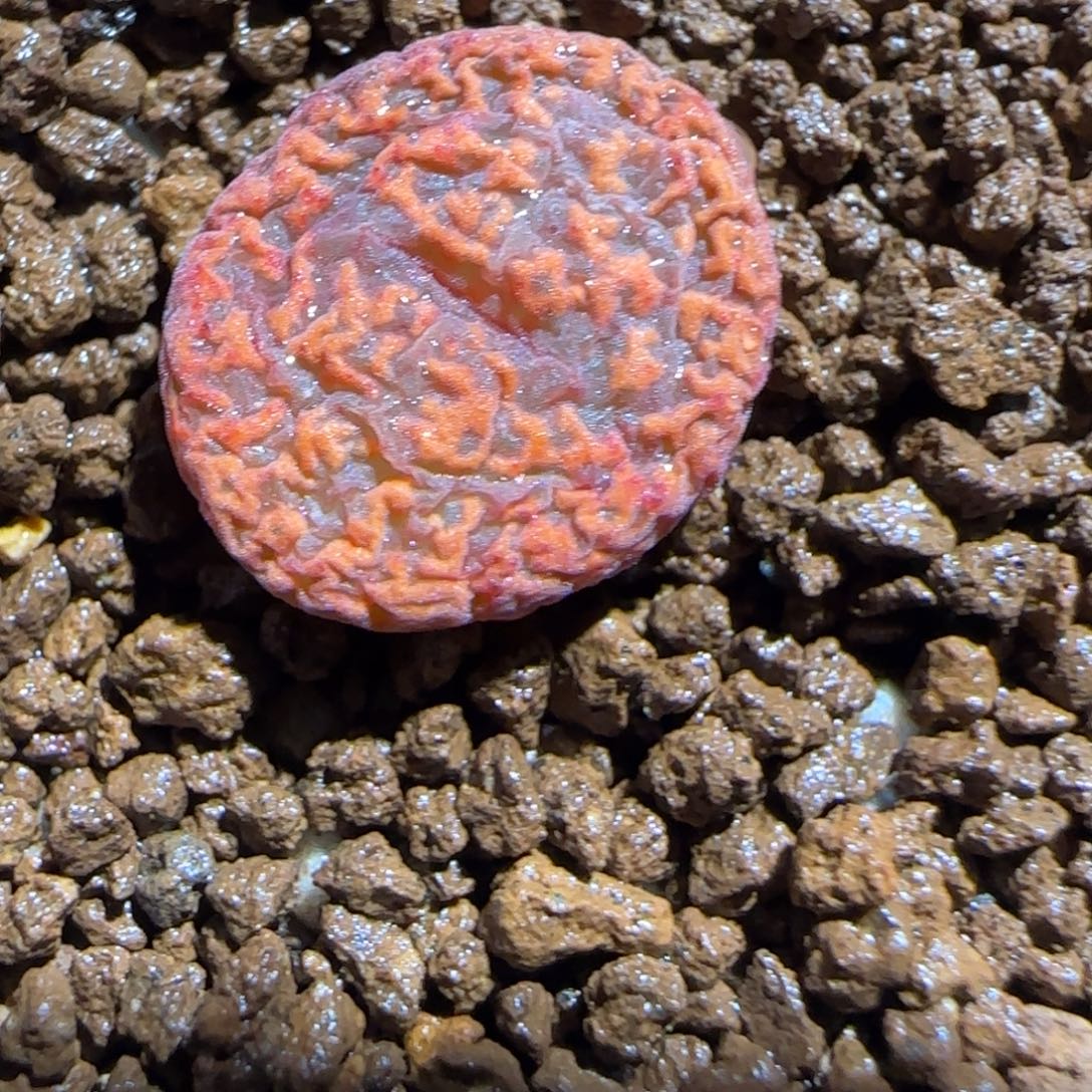 肉锥多肉植物组合-ap正红色酒红勋章1183
