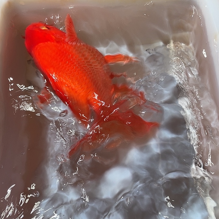 蝴蝶鲤鱼渔场直发97