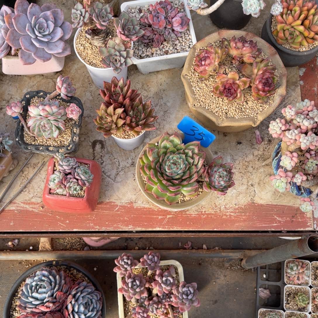 丽*梦0035雪花珍妮多肉