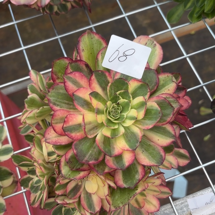 一***光无花朵068特价黑魔锦无售后