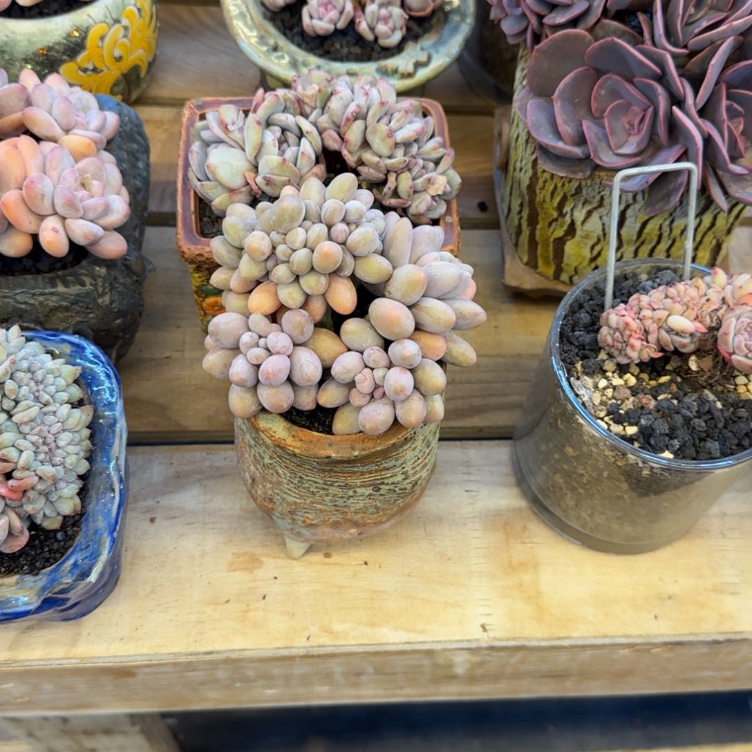 彩***?恭喜发财 恭喜发财