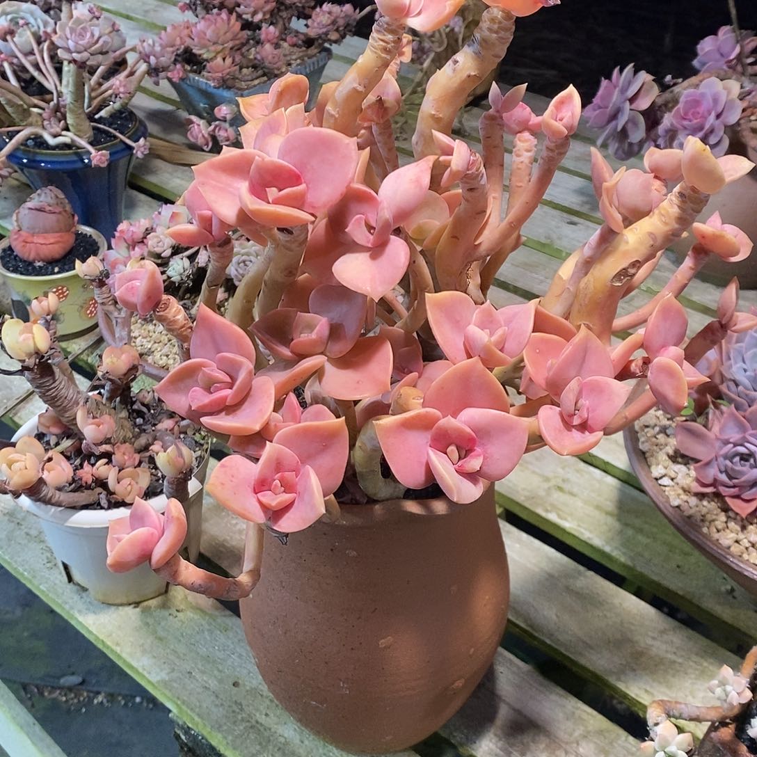 老桩鹤氏老朱多肉