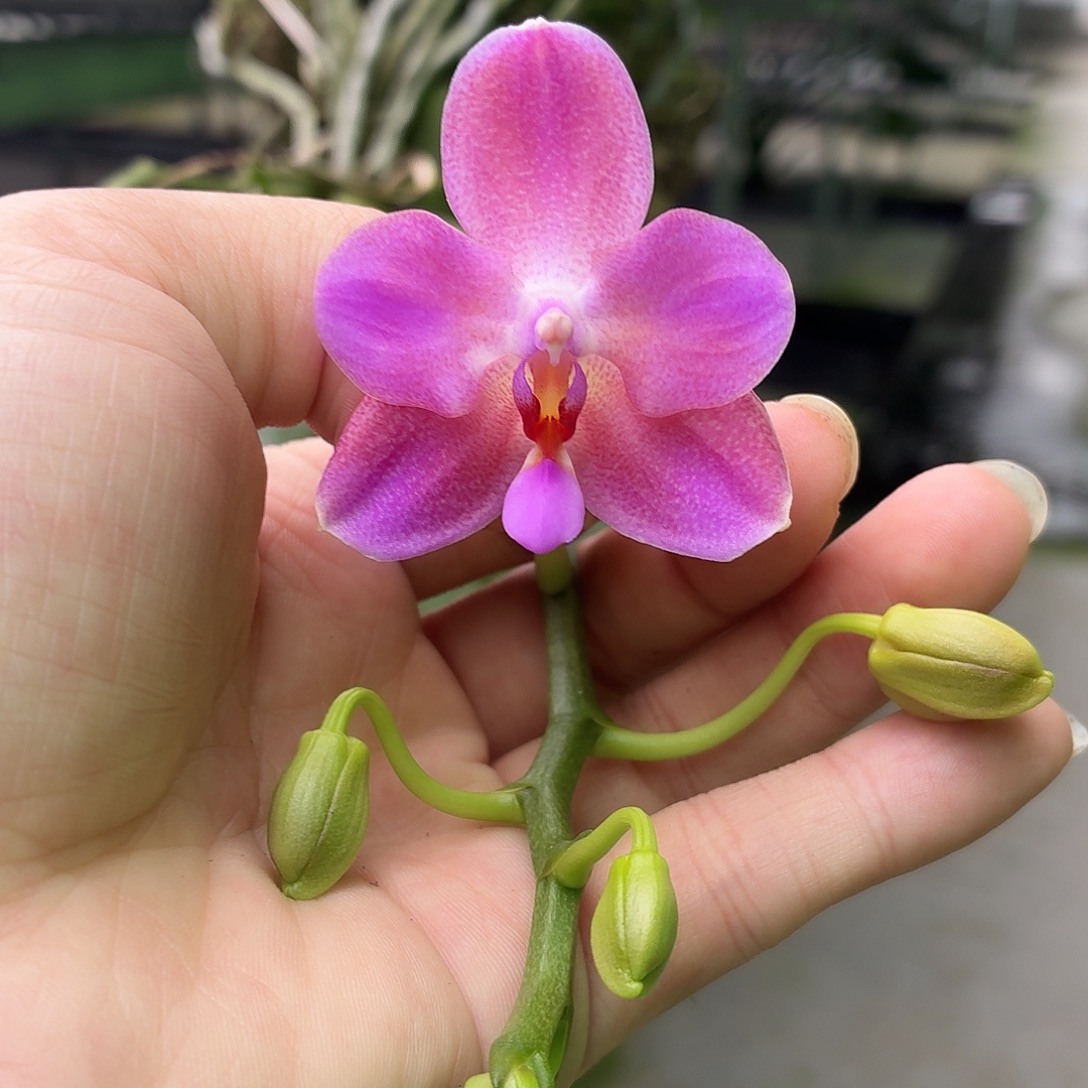 当前无花朵，栽培后可花朵A325苏啦威西交狗板植