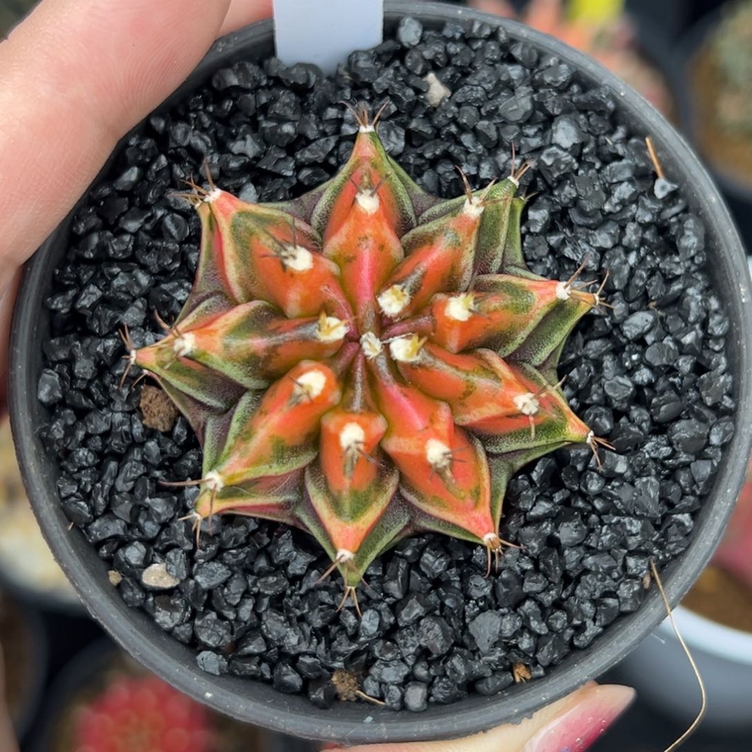 526泰系侧芽，带盆土发货