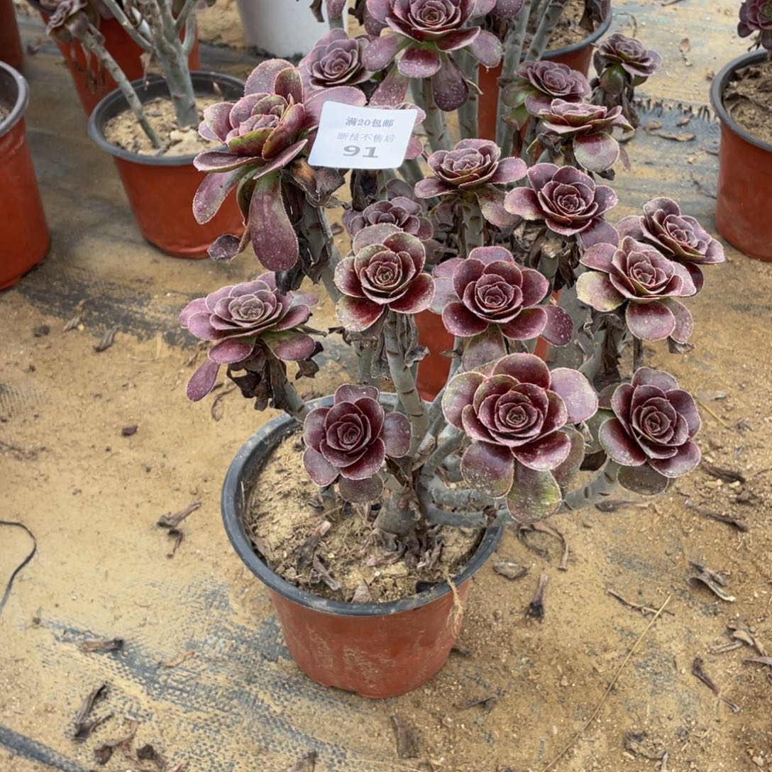 91黑玫瑰法师多肉断枝不包