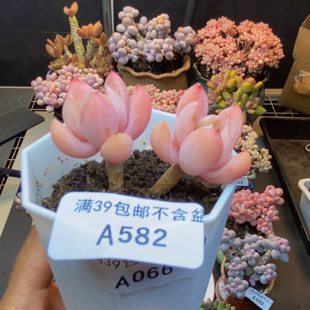 582拉拉奶多肉5c m
