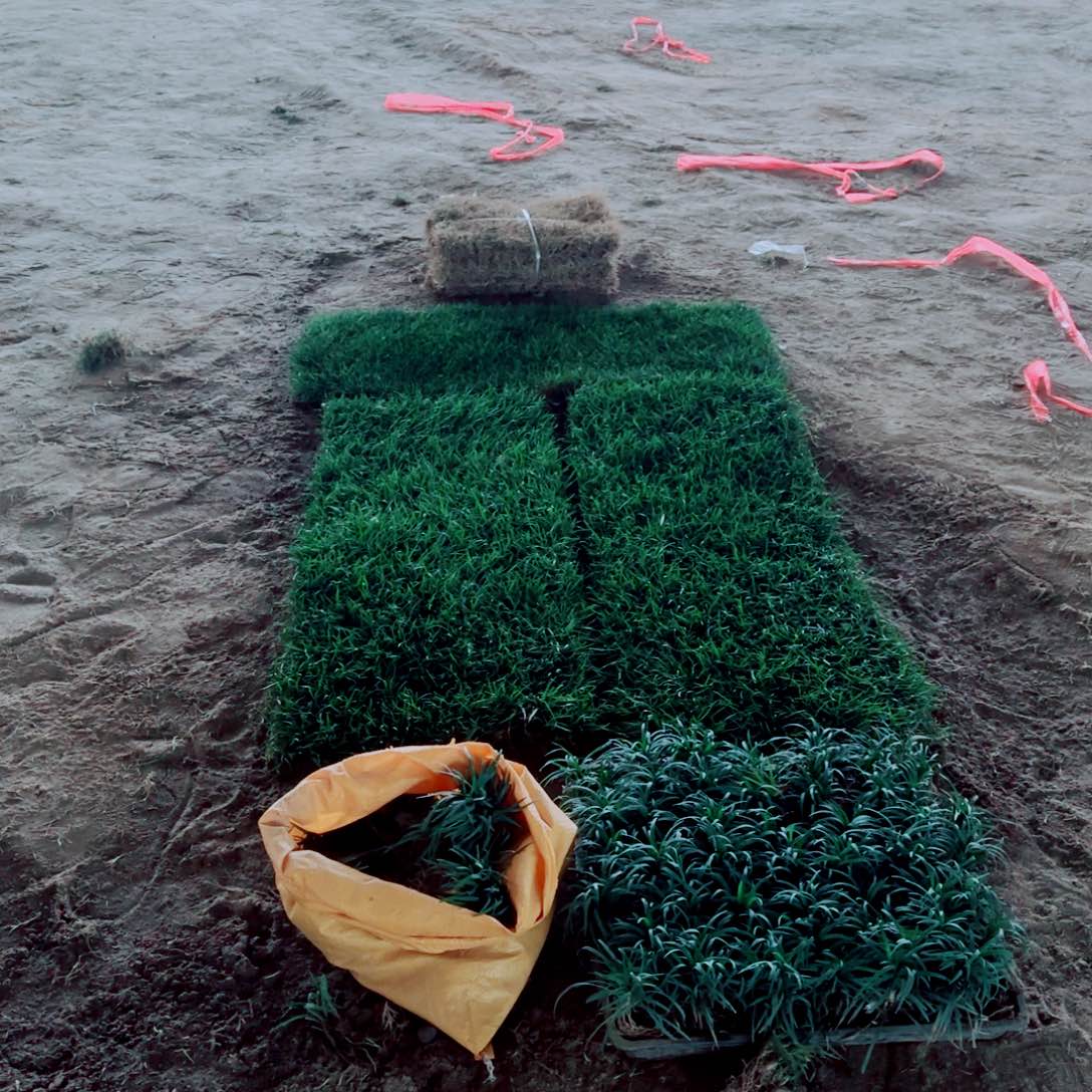 青***墨果岭草10平方1111