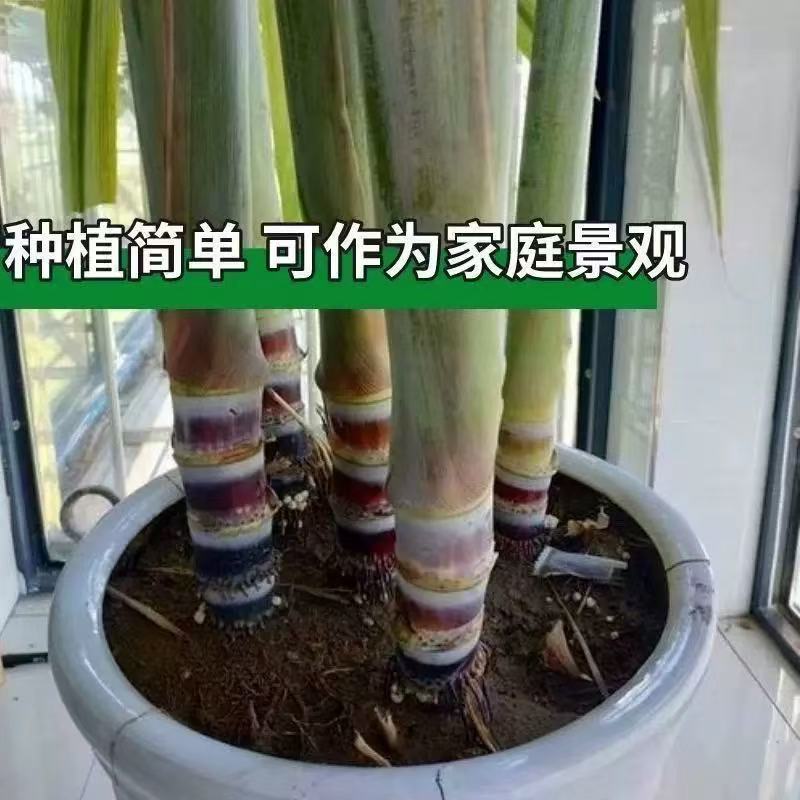 村佬蕉缘广西黑皮水果甘蔗种节盆栽新鲜现砍南北可种高产易活甘蔗