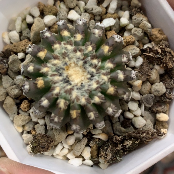 【闪购商品】仙人球仙人球仙人球