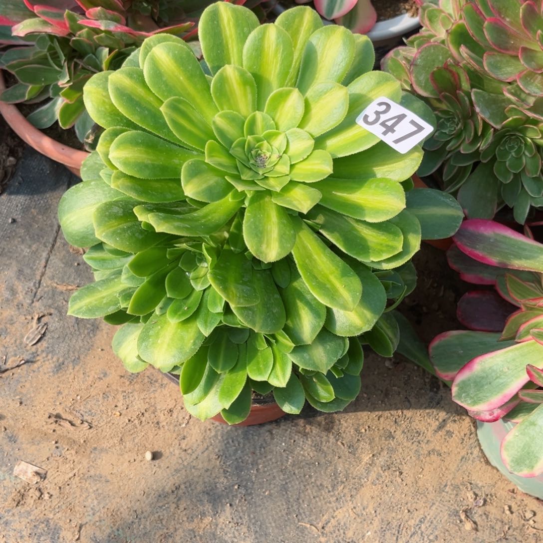 347翡翠琉璃多肉法师量