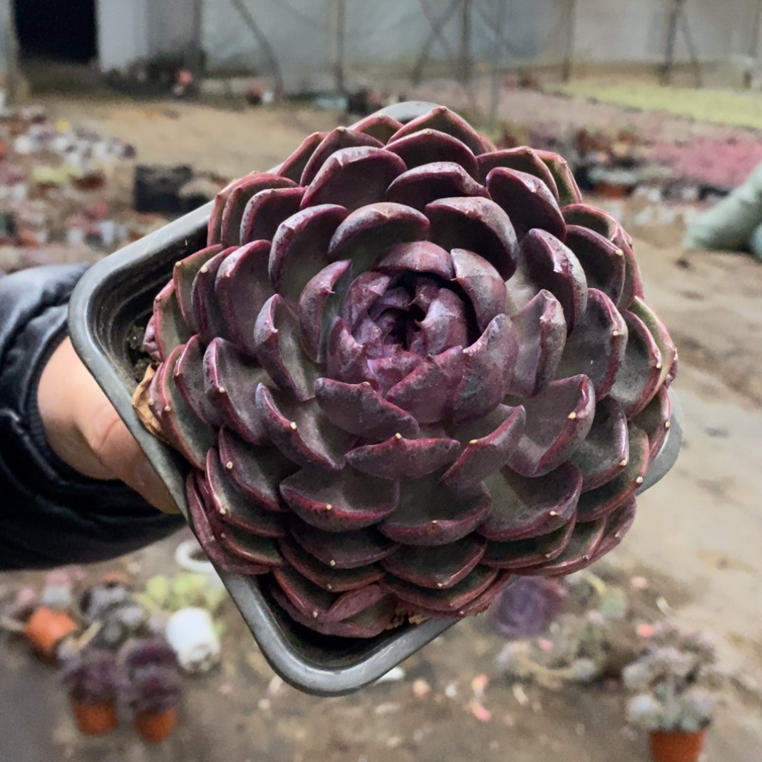 溜溜球大单头老桩