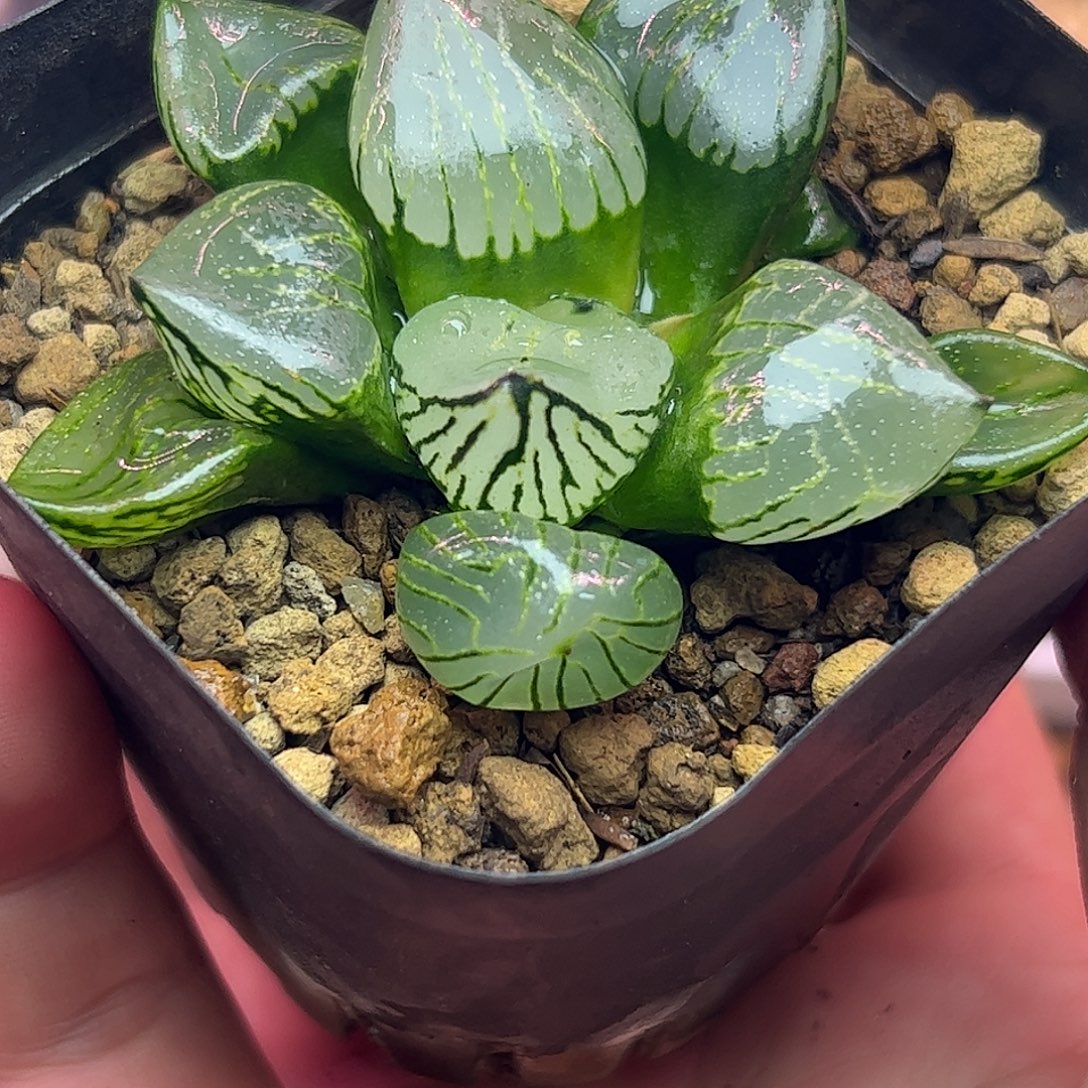 橙***仔魔晶球十二卷多肉植物