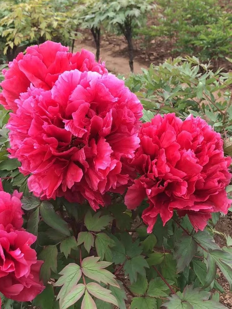 菏泽牡丹花苗花王庭院阳台盆栽地栽耐寒观赏重瓣花