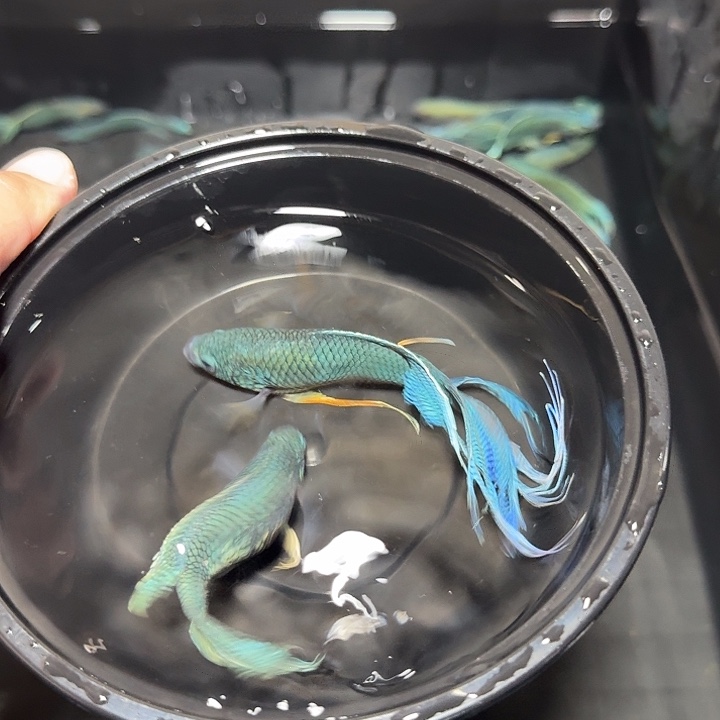 斗鱼直播间对图无纹蓝52