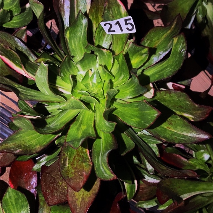 215魅影七彩多肉植物处理不售后