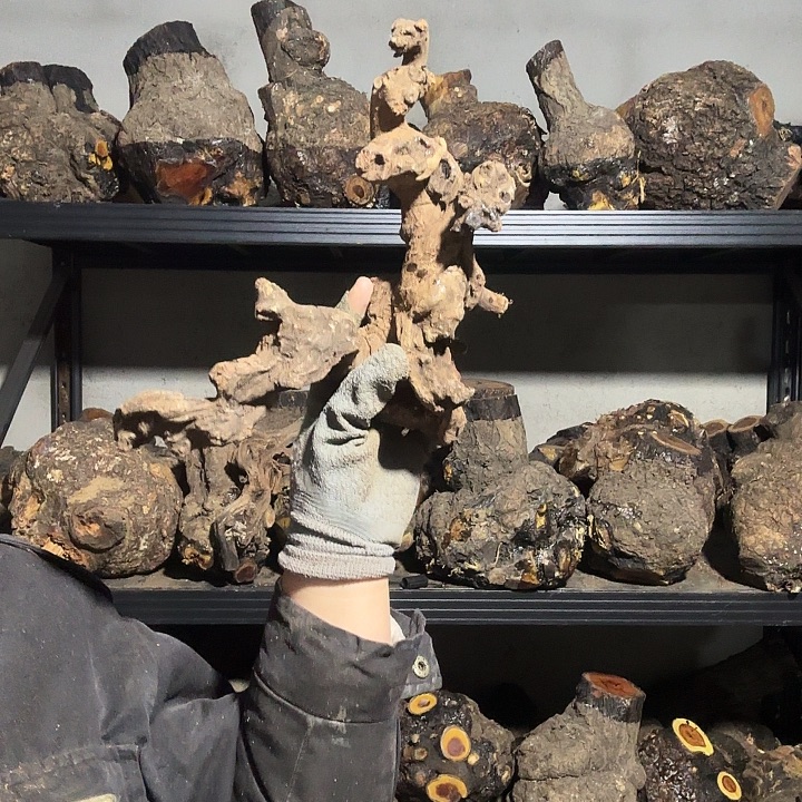 三***爸香榧木火琉璃的故事是一个