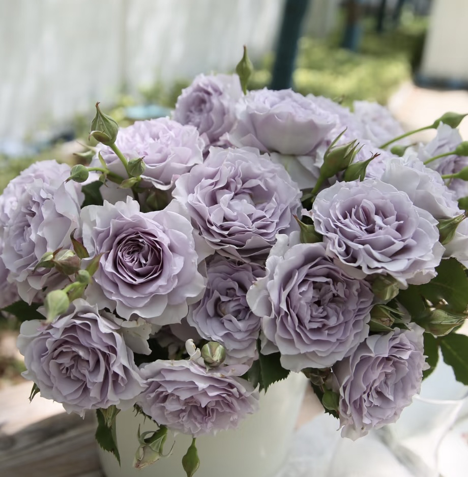 霁色浓香四季开花阳台庭院植物好养盆栽地栽苗