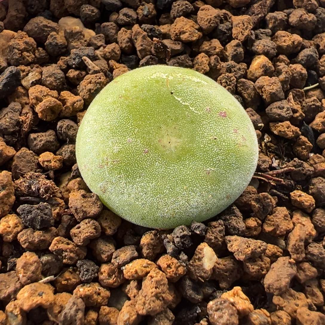 毛饼多肉盆栽栽培