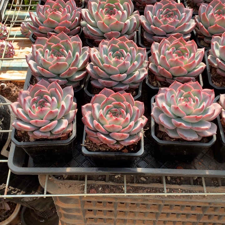 红鸾多肉植物9.99两单包邮