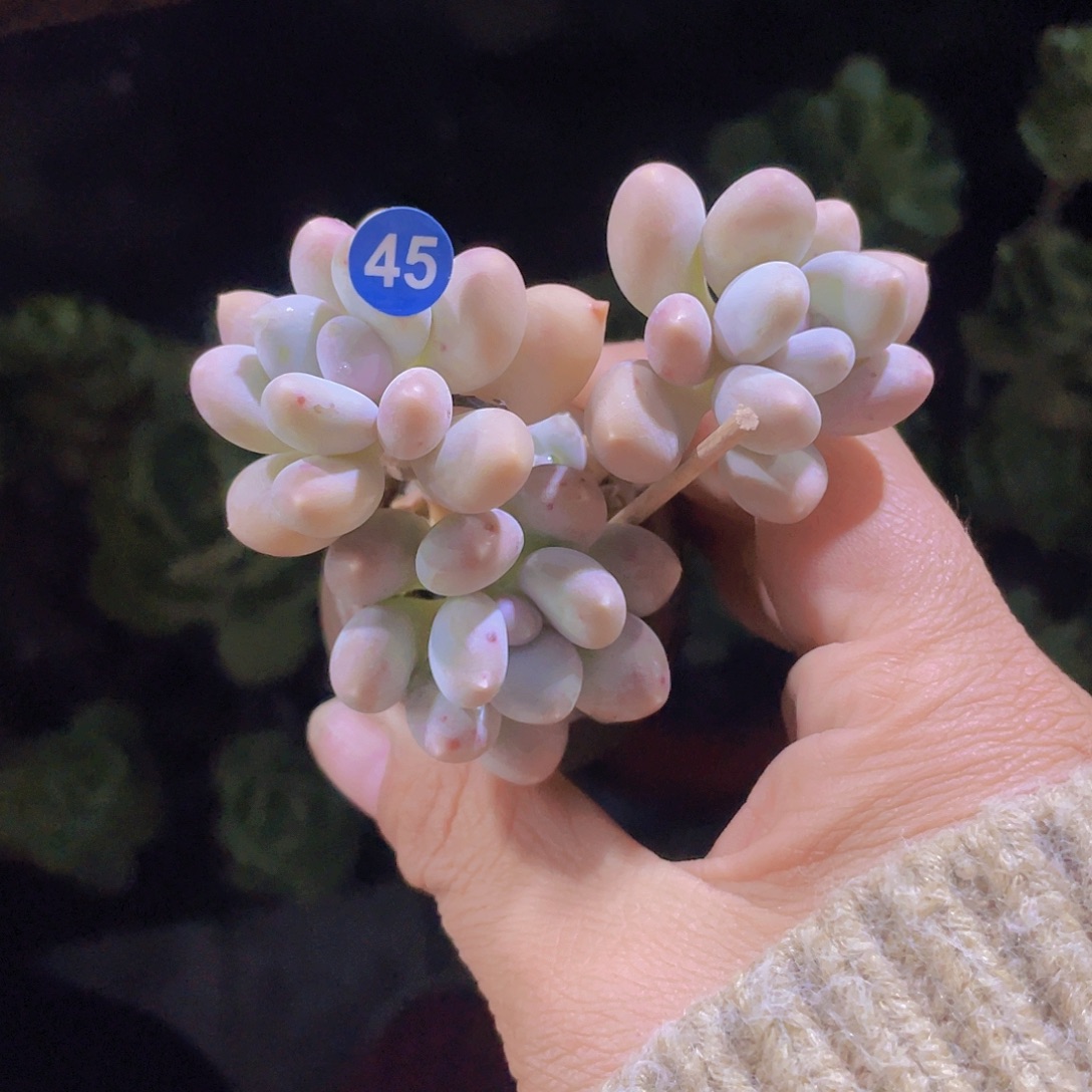 溜溜球 多肉植物 脱土发