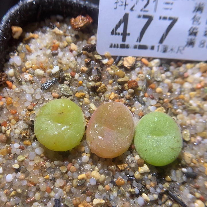 精品生石花221.477空卡