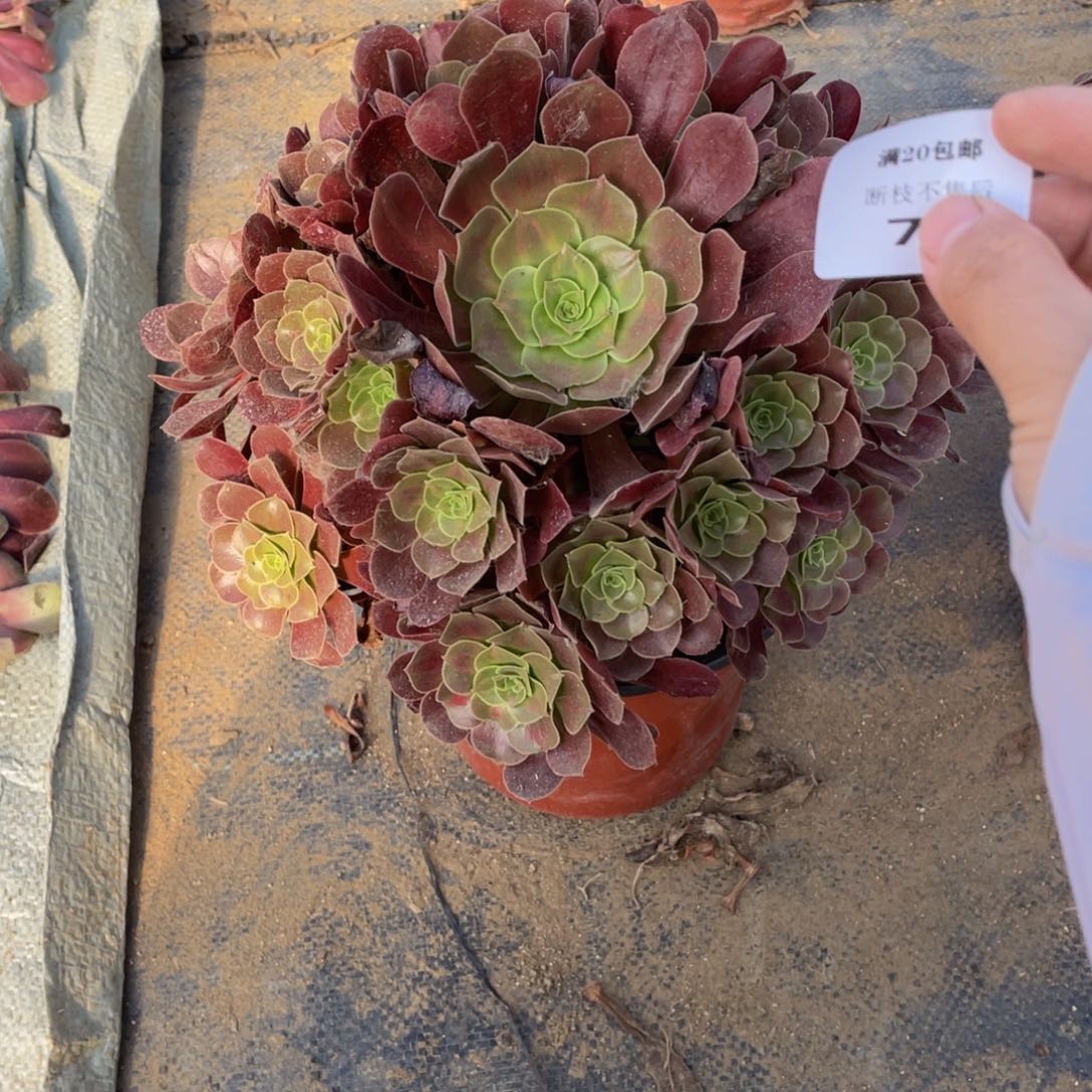 77花那法师多肉断枝不包