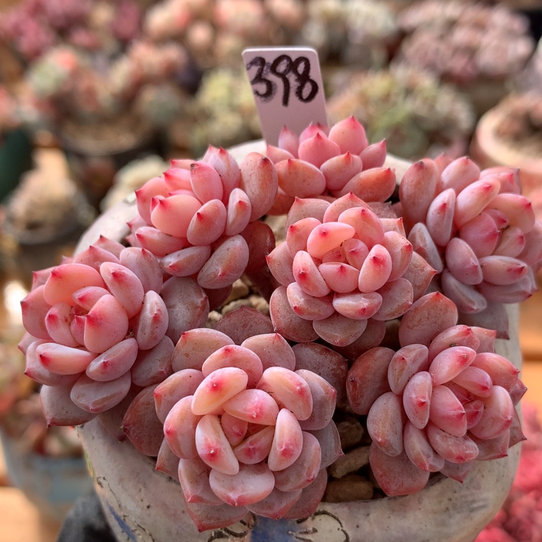 星星橙一物一拍 002