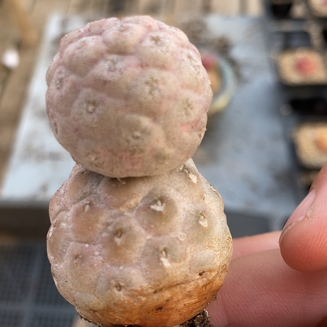 27129双头习志野一颗。     