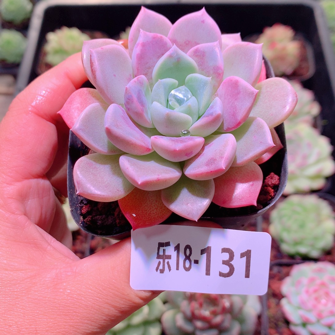 乐然18-131 粉斑点 