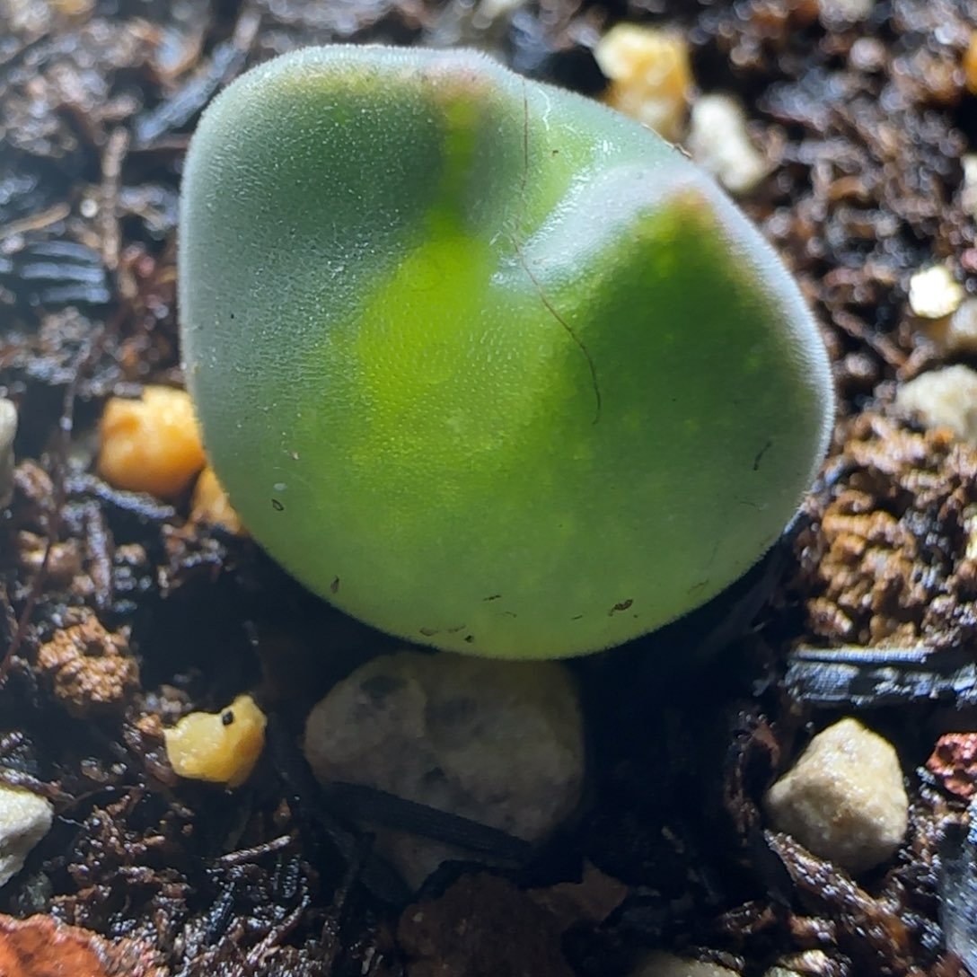 2.9号多肉TS大眼睛一颗