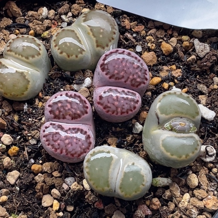 完全开放960母本紫饼干