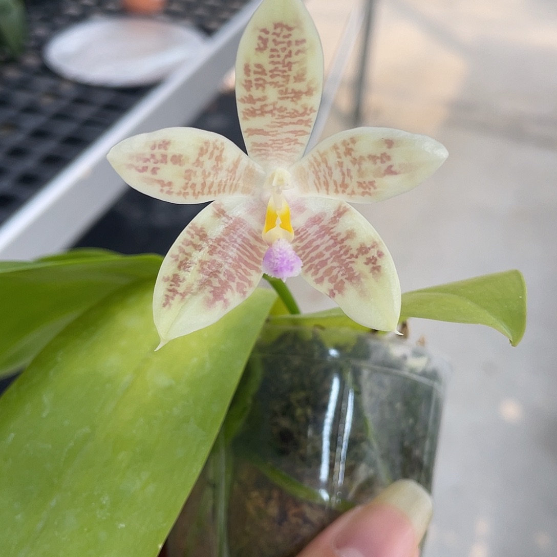 完全开放星空盾 开花株 39号