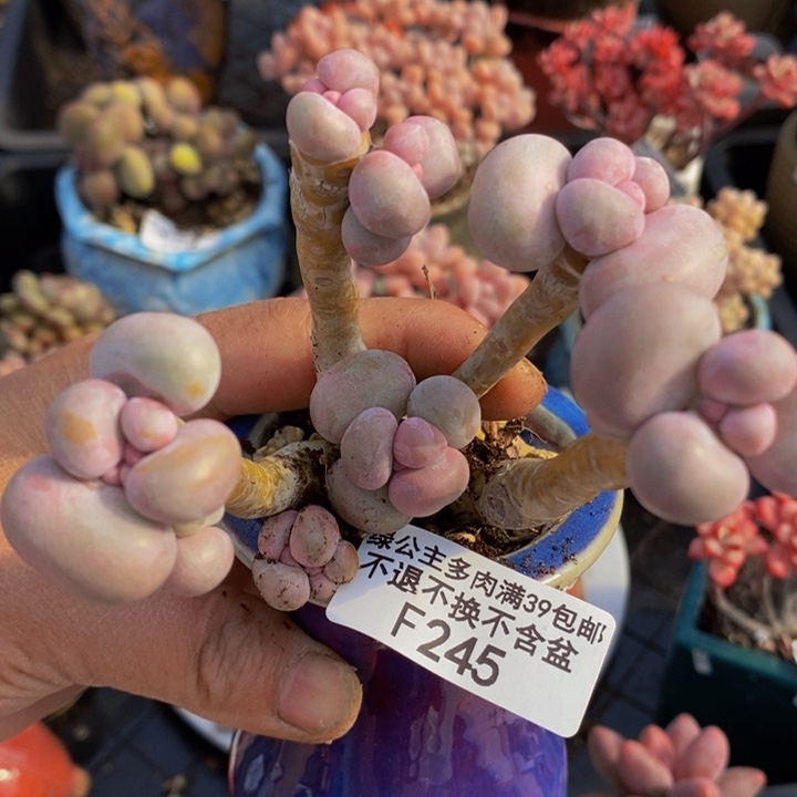 芭比奶洛老桩245多肉植物