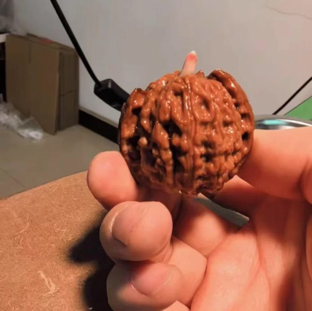 驴打滚文玩核桃刚发芽，死了补发，带土第二年结果