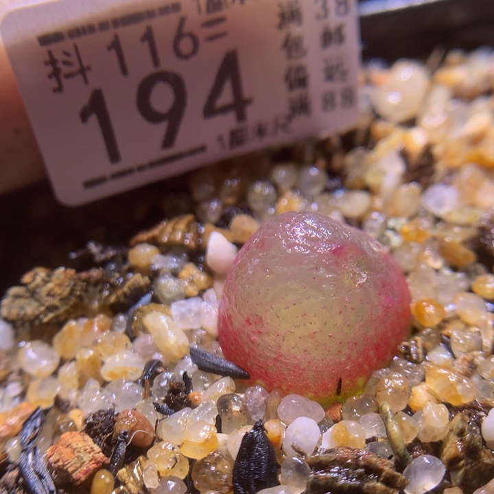 精品生石花116.194疤特