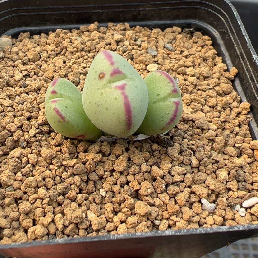 29-108少将多肉植物，