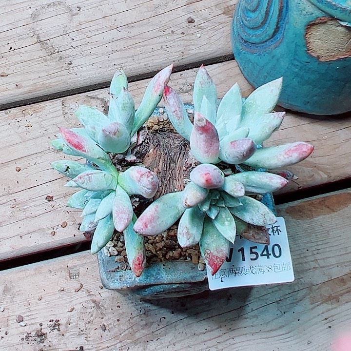 1540刘丹拇指多肉