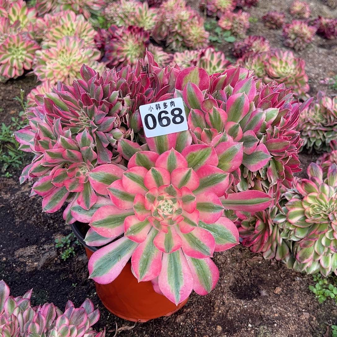 068女巫缀化法师一