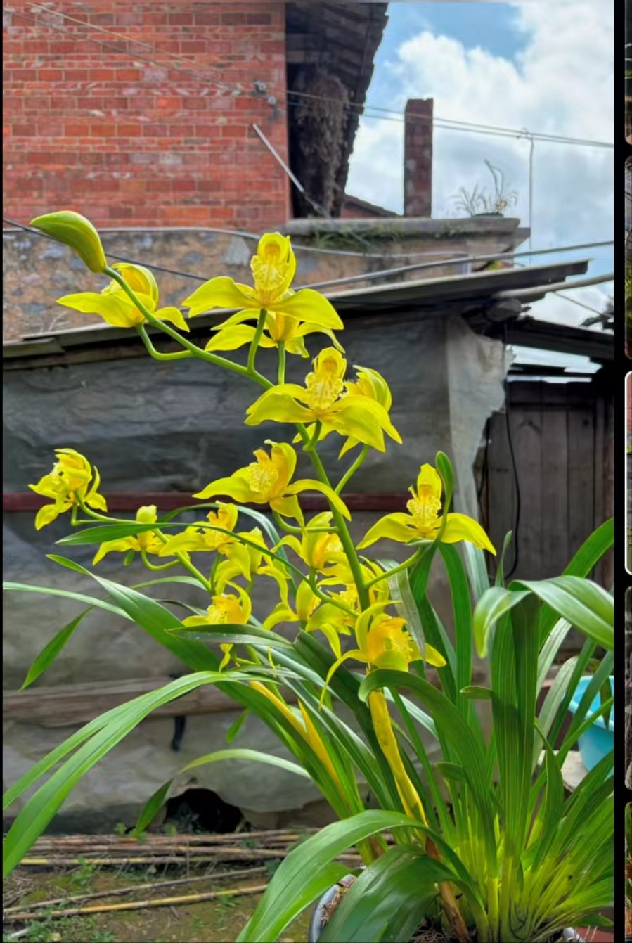 兰花盆栽（金蝉兰）秋冬花期，黄色素花，浓香宽叶蕙兰，勤芽耐肥