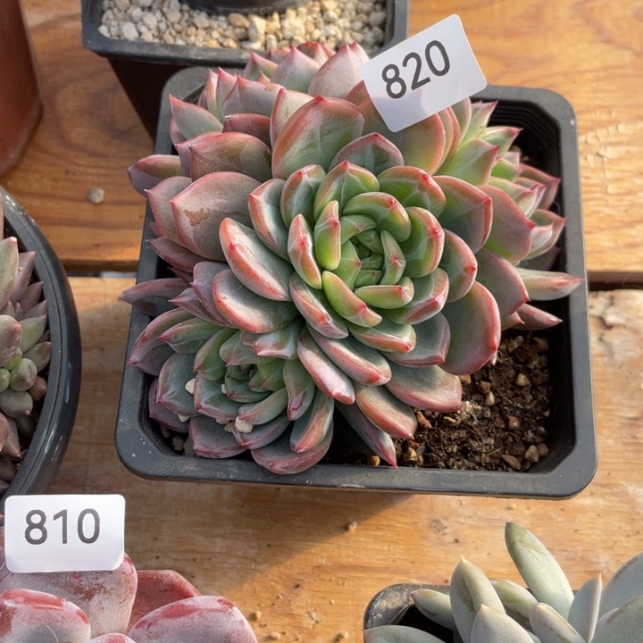 哈哈哈哈哈哈820哈哈哈哈哈