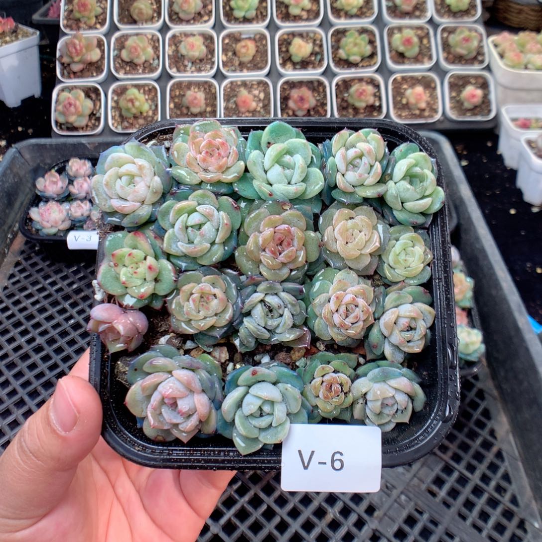 无花朵V6风华雪月混巫拉拉个体