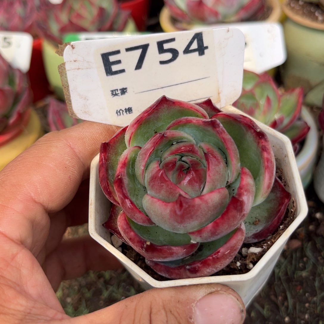 惊鸿一瞥754年号DVD肉