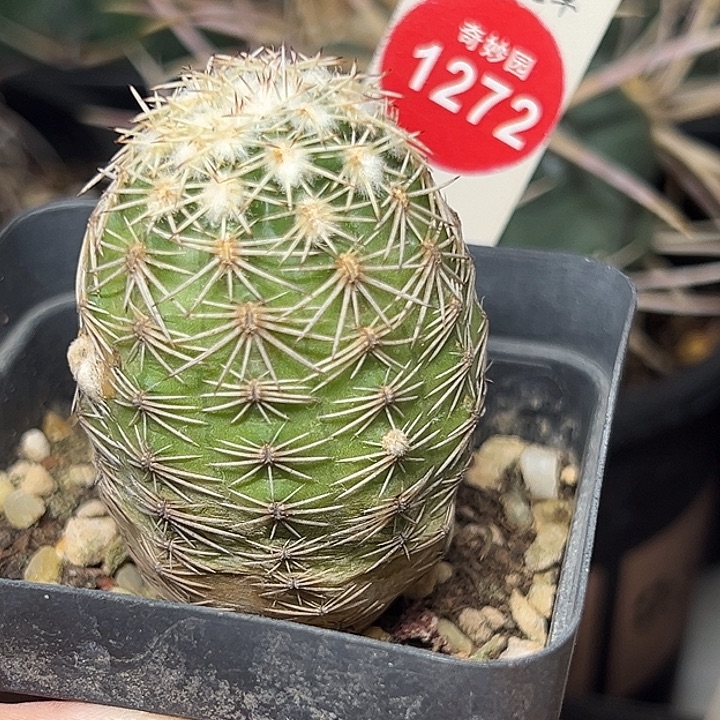 实生紫红玉虾一棵3.7