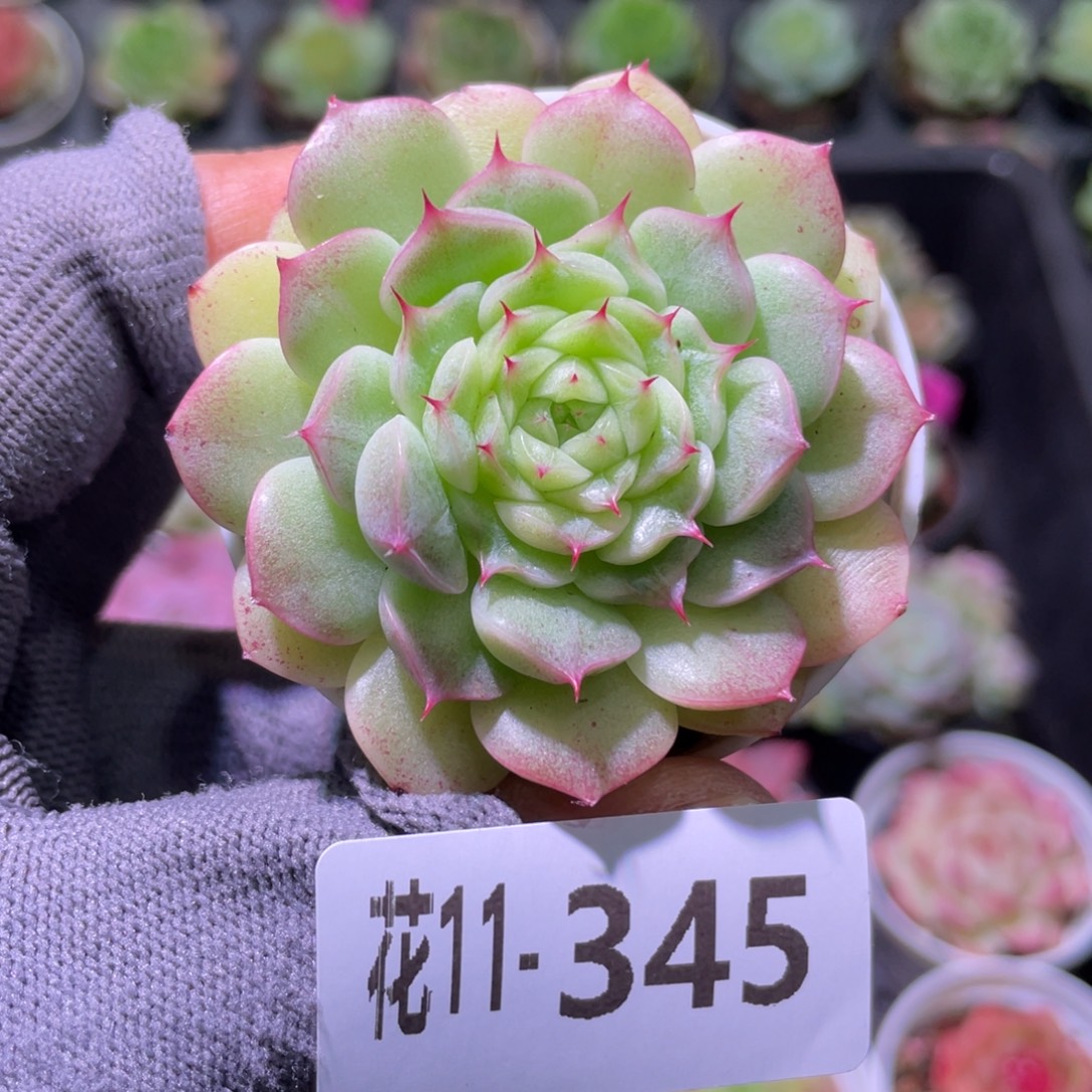 花利美11-345海王
