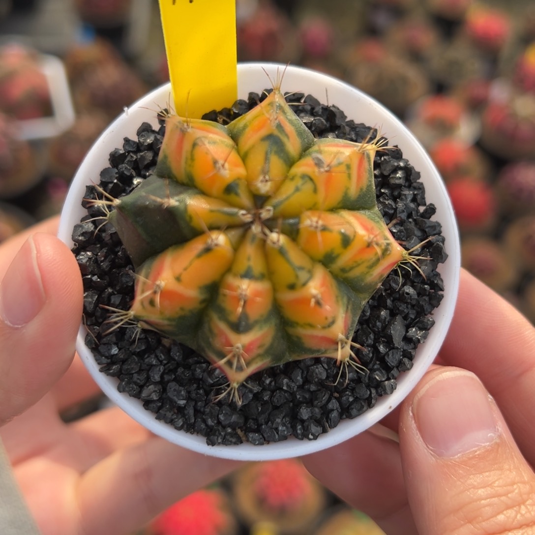 泰系侧芽金虎斑A17